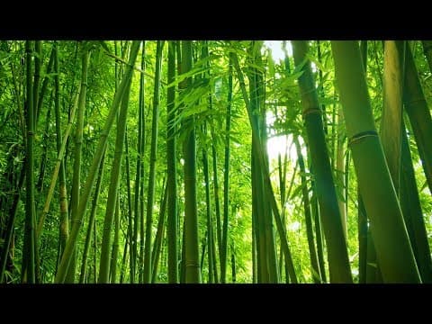 Bamboo Grove